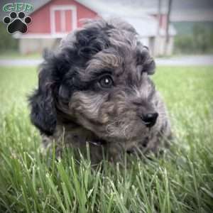 Rayne, Mini Goldendoodle Puppy